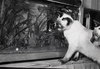 (SIAMESE CATS) An album with approximately 132 obsessive photographs depicting the owners feline friends in various poses and activiti